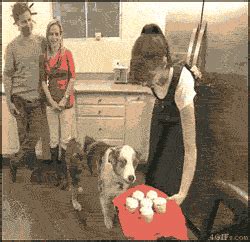 cupcake dog gifs | WiffleGif