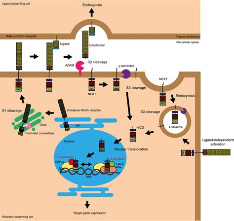 Frontiers Notch Signalling In Breast Development And Cancer