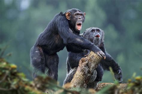 Chimpanzee Fight