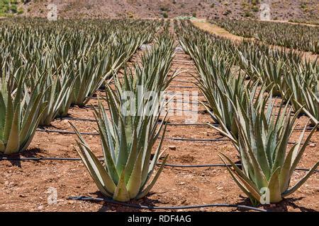 Aloe Vera Farm On Gran Canaria Stock Photo Alamy