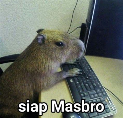 Kisaran Harga Hewan Kapibara Masbro Viral Meme Stiker Wa Capybara Yang