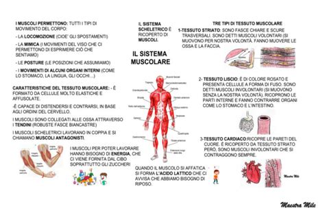 IL SISTEMA MUSCOLARE Blog Di Maestra Mile