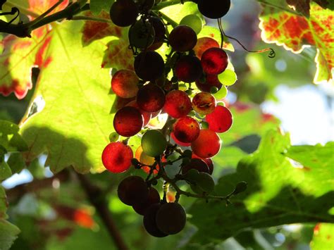 Vino Bardolino Origini E Storia Emporio Enologico