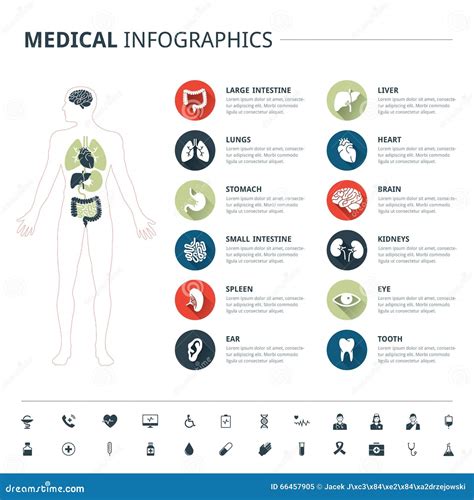 Medische Menselijke Organen En Medisch Die Pictogram Met Menselijk