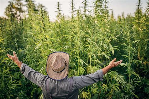 Où trouver le meilleur du CBD Le CBD La Ferme du CBD Cannabis légal