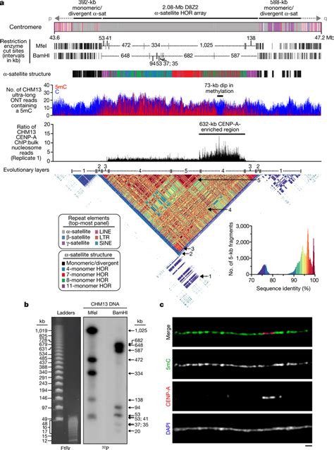 Sequence Structure And Epigenetic Map Of The Chromosome 8 Centromeric