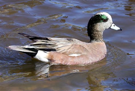 Male Wigeon Duck Drake Stock Photo - Download Image Now - iStock