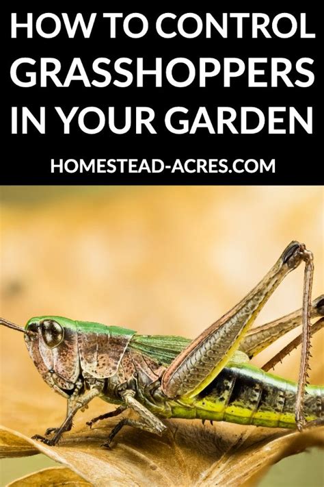 How To Control Grasshoppers In Your Garden Grasshopper Garden Pest Control Garden Pests