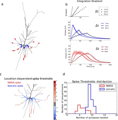 Figure S1 Layer 2 3 Pyramidal Neuron Location Dependence Of Local And