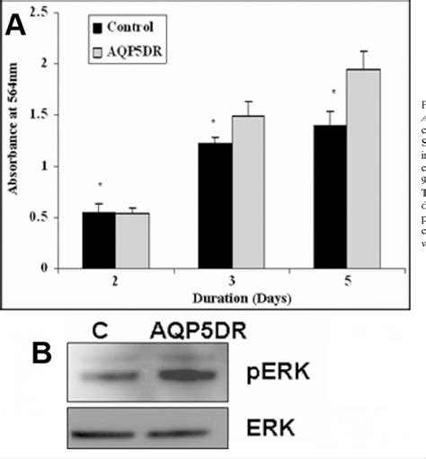 Figure 1 From Effect Of Down Regulation Of Aquaporins In Human Corneal