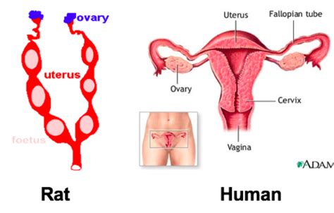 Behavioral Endocrinology Exam Flashcards Quizlet