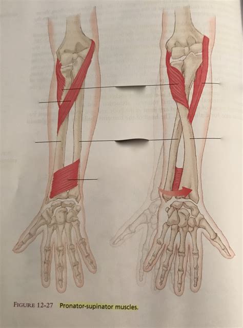 Chapter Pronator Supinator Muscles Diagram Quizlet