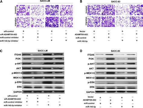 Upregulation Of Lncrna Adamts9 As2 Promotes Salivary Adenoid Cystic