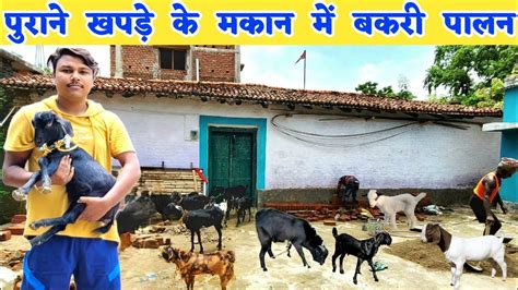 21 साल के युवा ने बनाया अनोखा बकरी फार्म Goat Farm Start Up Goat