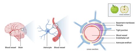 Blood-Brain Barrier Part 1 – TESS Research Foundation