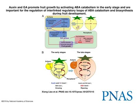 Auxin And Ga Promote Fruit Growth By Activating Aba Catabolism In The