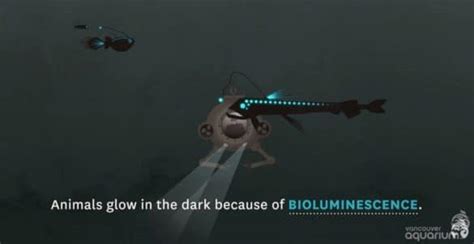 The Difference Between Bioluminescence And Fluorescence The Kid