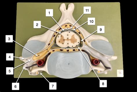 Chapter 14 Spinal Cord Diagram Quizlet