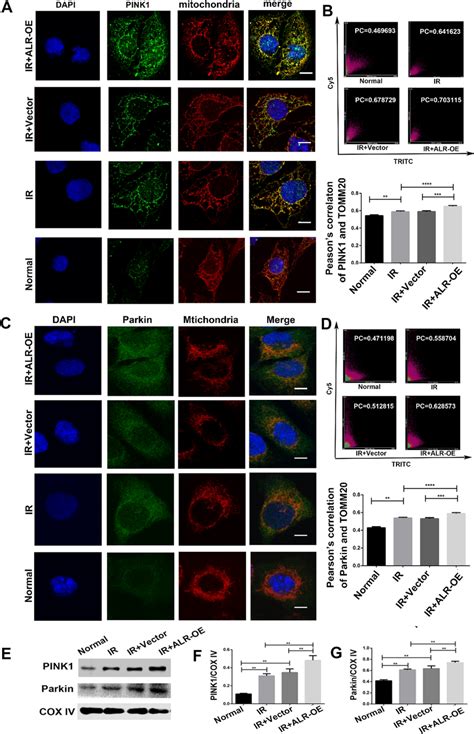 After IR The PINK1 Parkin Pathway Was Highly Active In HK 2 Cells With