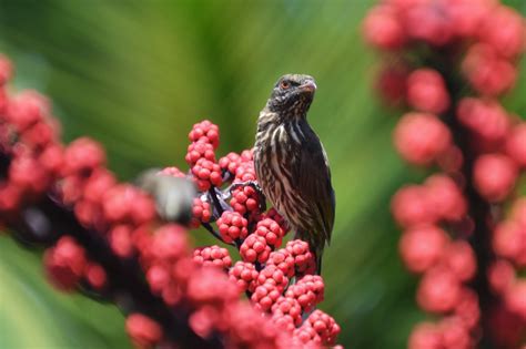 Cigua Palmera Fauna Dominicana