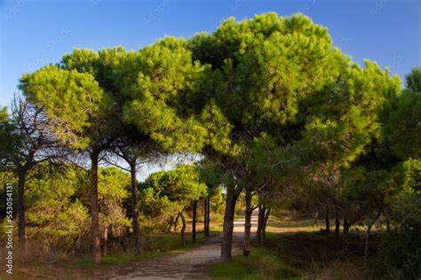 Vega Baja Del Segura Guardamar Las Dunas Y Pinada De Guardamar Un