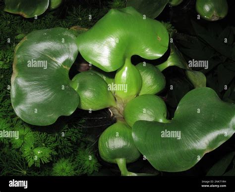 Water hyacinth (Eichhornia crassipes) in aquarium Stock Photo - Alamy