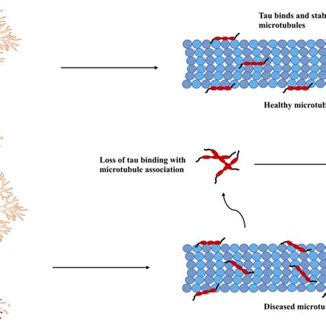 A In Healthy Neuron Tau Binds And Stabilizes Microtubules Promoting