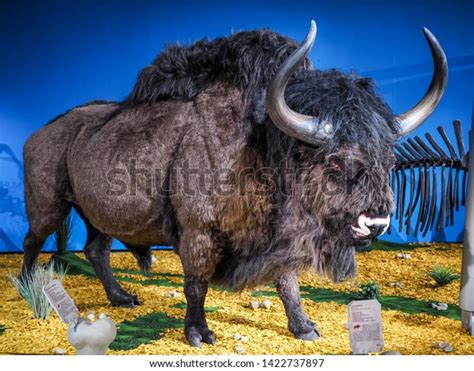 Giant Ice Age Bison Stock Photos and Pictures - 15 Images | Shutterstock