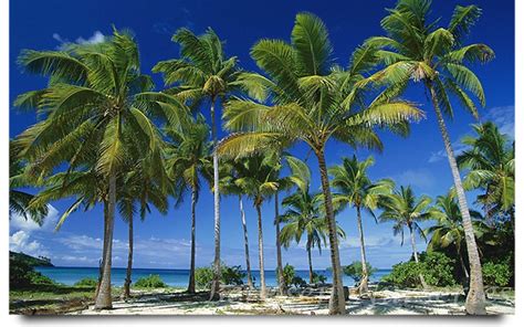 Coconut Tree And Palm Tree Lacy Aragon