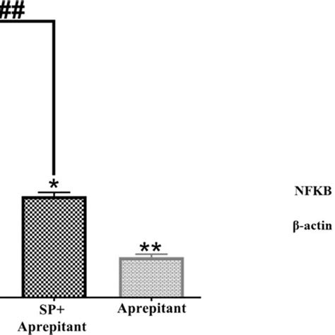 The Effect Of Spnk1r And Inhibition Of Nk1r With Ap On Nf Kb Pathway