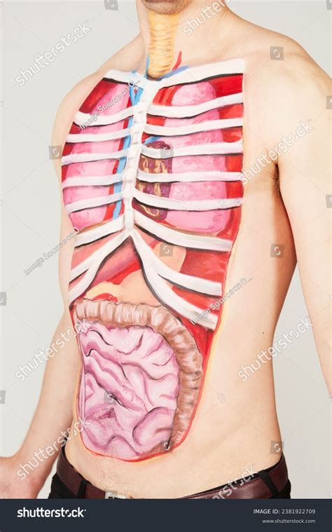 Human Body Photos and Images | Shutterstock