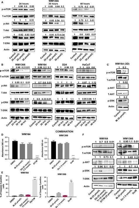 Magnolol Downregulates The Mapkerk And Pi K Akt Pathways Either Alone