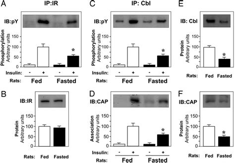 Insulin Induced Cbl Tyrosine Phosphorylation And Association With CAP