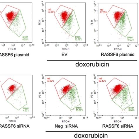 Rassf6 Regulates Mitochondrial Membrane Potential Jc 1 Staining And