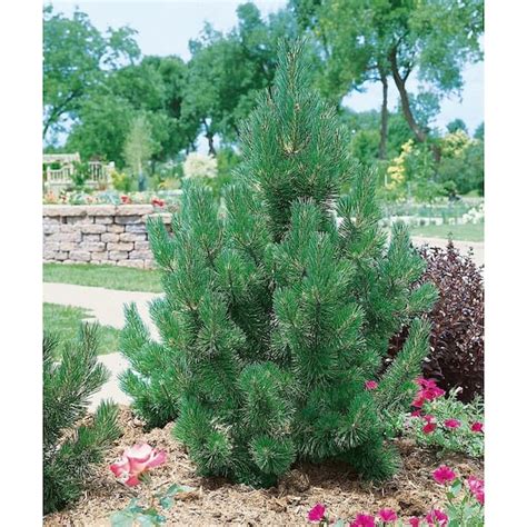 Online Orchards Gal Tannenbaum Mugo Pine Tree Cfmp The Home Depot