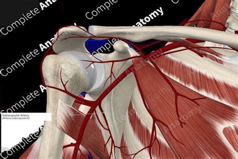 Subscapular Artery | Complete Anatomy