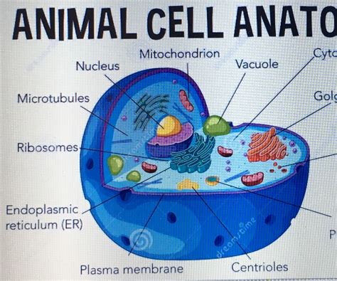 animal cell model labeled 3d Styrofoam labeled animal cell model ...