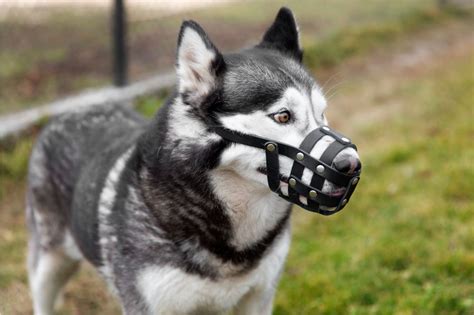 Rabia en Perros Síntomas Contagio y Tratamiento