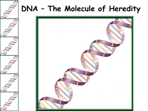 Ppt Dna The Molecule Of Heredity Powerpoint Presentation Id