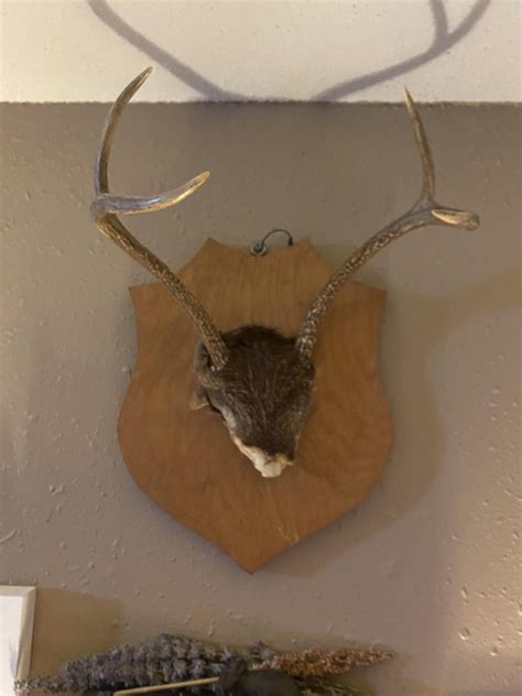 Found A Cute Little Antler Mount 10 Rthriftstorehauls