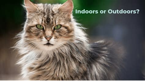 Indoor Outdoor Cats Risks Vs Rewards And Precautions To Take Before