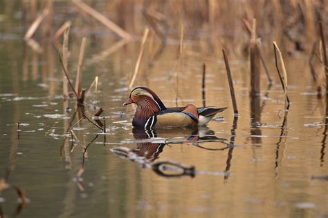 Mandarin Duck Bird Water Free Photo On Pixabay Pixabay