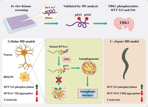 Discovery shows promise for treating Huntington's disease