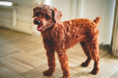 Dogs That Look Like A Fried Chicken We Have 10 Yummy Dog Breeds