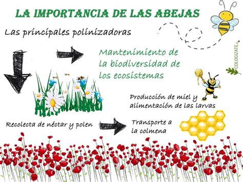 Importancia De Las Abejas Para Los Ecosistemas Ecologizate