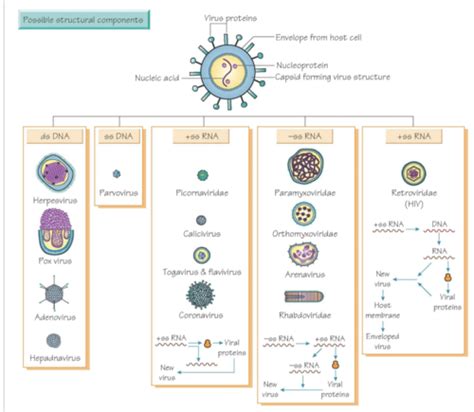 Mechanism Of Action Of Antiviral Drugs Flashcards Quizlet