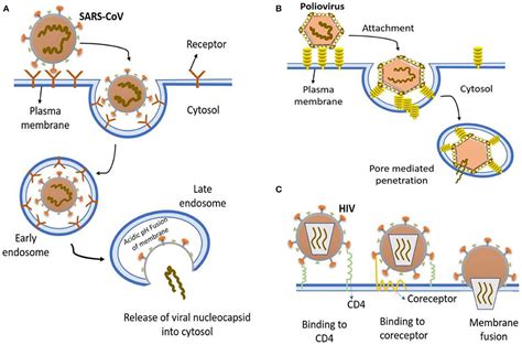 Frontiers Transmission Of Sars Cov 2 Required Developments In