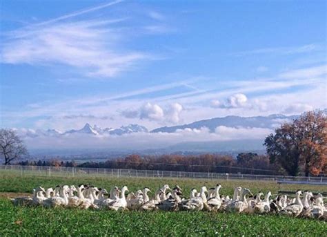 La Mère Gaud Bienvenue à la ferme