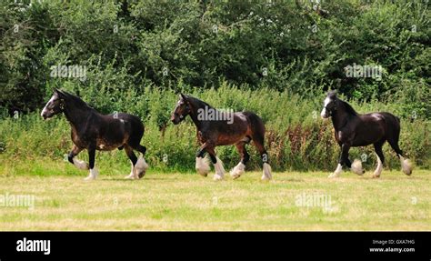 Shire Horse In A Field Hi Res Stock Photography And Images Alamy