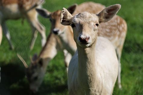 Fallow Deer Wild Free Photo On Pixabay Pixabay